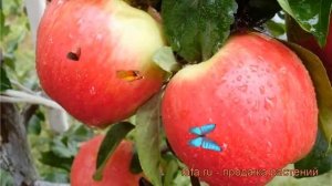 Яблоня средний Юбилей Москвы (yubiley moskvy) ? обзор: как сажать, саженцы яблони Юбилей Москвы