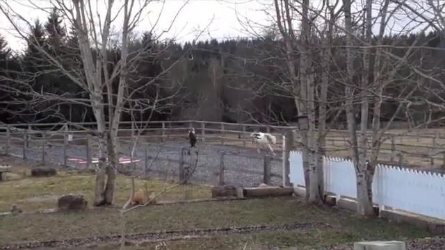 Путешествие в Шварцвальд(чёрный лес )  Германия