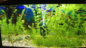 Запуск аквариума 120 литров (2 часть)