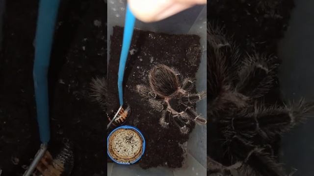 Птицеед Машенька и мадагаскарский таракан... смотреть онлайн