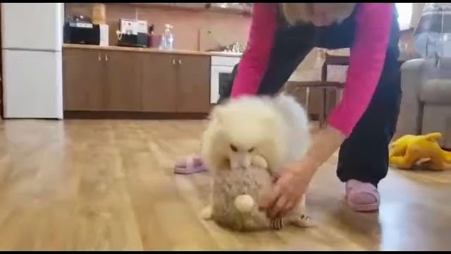 Щенок японского шпица - мальчик из питомника БЕЛЫЙ ЛЕКАРЬ - http://beliy-lekar.ru
