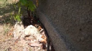 Регулятор давления 15 psi в линии капельного полива