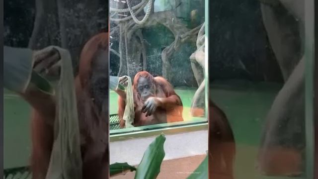 Орангутан прибрался в вольере Московского зоопарка