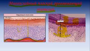 Строение клетки и тканей  Гистология (ЗБМК)