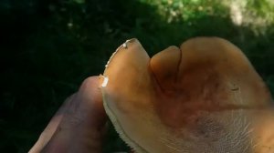 Tirmit mantarı :Lactarius (Lactifluus) volemus