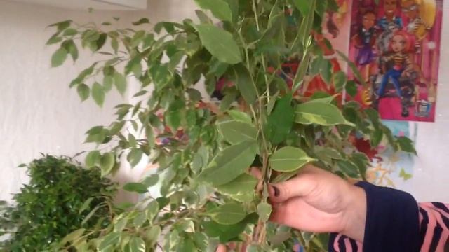 Фикус Бенджамина. Размножение, пересадка. смотреть онлайн