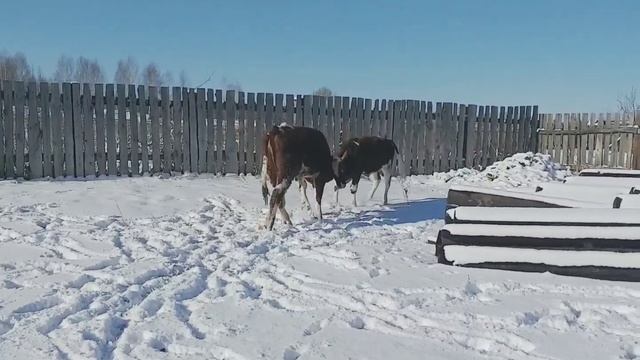 У БЫКОВ ПРОПАЛ АППЕТИТ. смотреть онлайн
