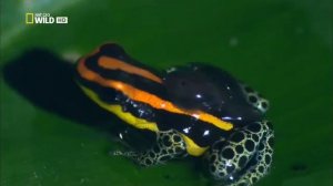 Дикая природа Амазонки.Колыбель жизни