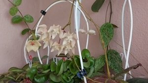Хойя Ундулата( Hoya Undulata)  и Хойя Пателла Вайт ( Hoya Patella White) цветут???