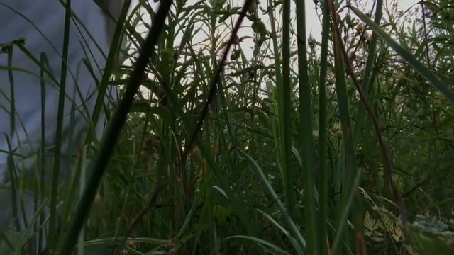 Фиолетовые сны (гр.Пелагея)-Клип смотреть онлайн