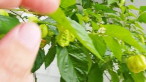 Жизнь перцев чили дома