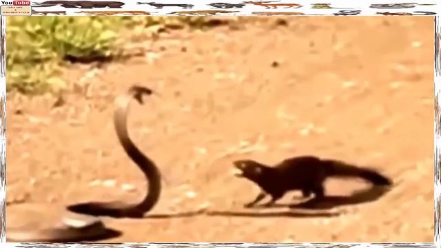 [Animal] Mangustos Vs Cobras Confrontos Impressionantes смотреть онлайн