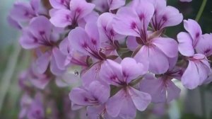 Плющелистная пеларгония) Верина и ТамаринаПлющелистная пеларгония