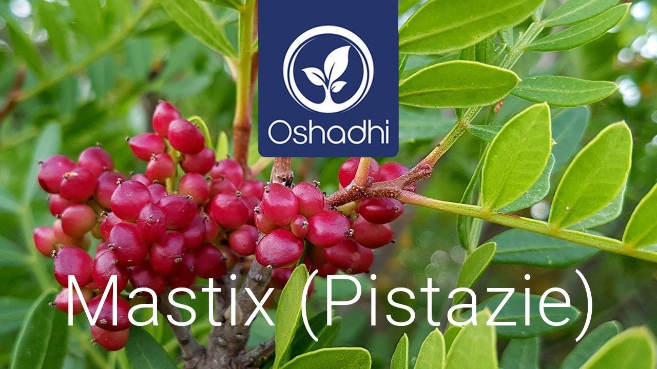 Фисташка мастичная (Pistacia lentiscus) | Портрет масла от доктора Мальте Хоццеля