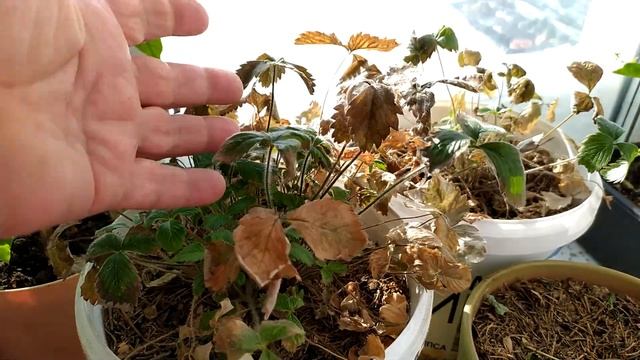 Инжир, жасмин, лавруша... Обзор моих растений в квартире. смотреть онлайн