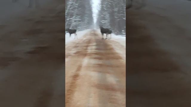 Лоси в зимнем лесу Пензенской области. Лоси переходят дорогу. #shorts смотреть онлайн