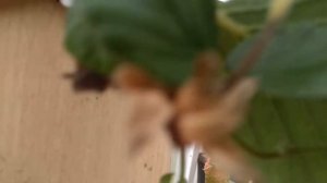 Клубника в кашпо в сентябре