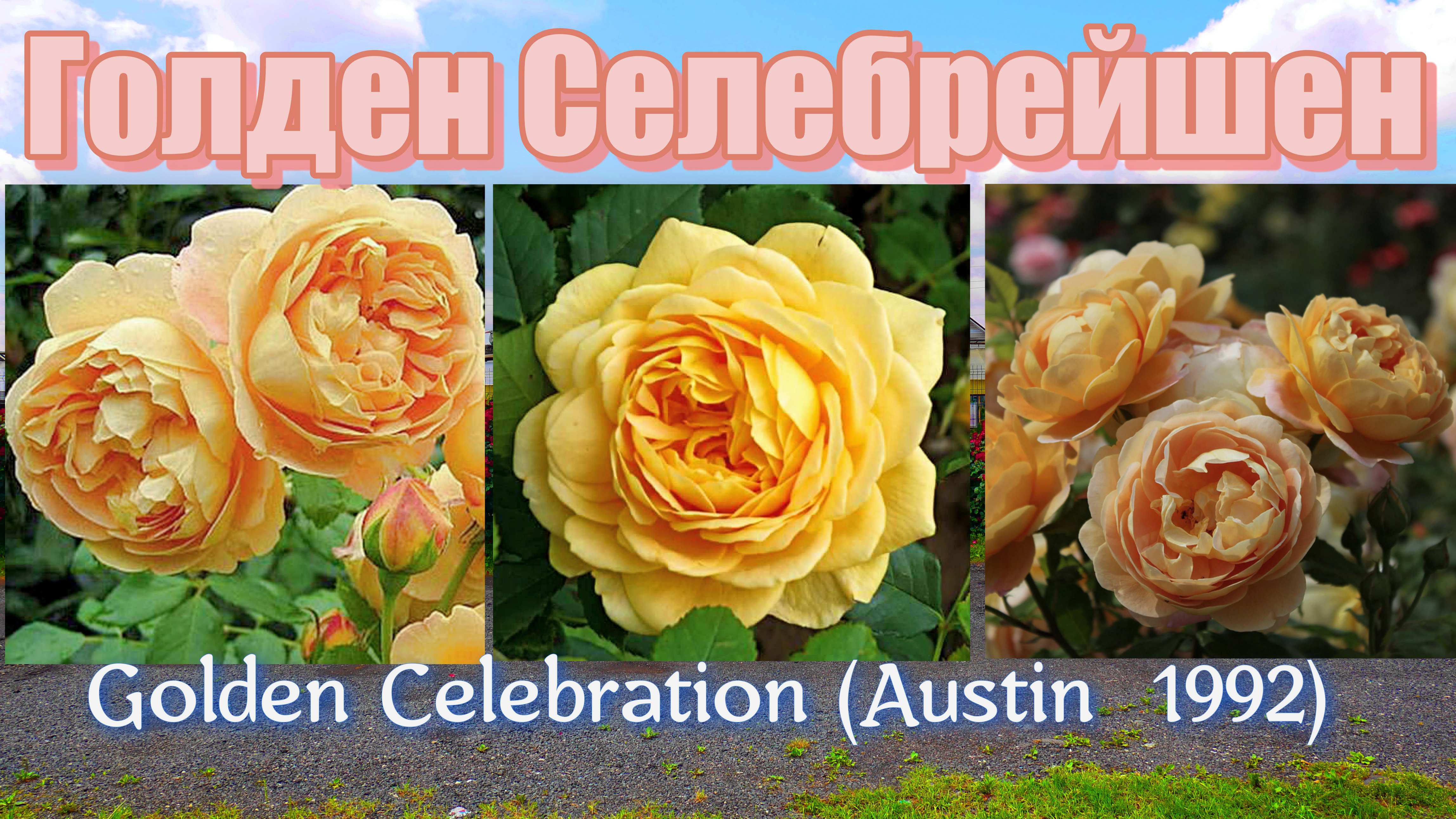 Роза Голден Селебрейшен (Английская) - Rose overview Golden Celebration (Austin  1992)
