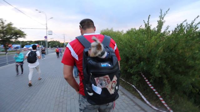 Забивака-предсказатель матчей FIFA2018 смотреть онлайн