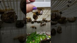 Улитки в новом аквариуме