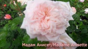 Мадам Анизетт (Madame Anisette) - питомник роз "Розы от Татьяны"
