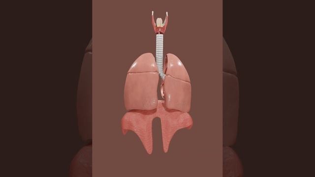 RESPIRATORY SYSTEM MODELED AND TEXTURED IN BLENDER  3.4