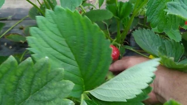 Крупноплодный сорт клубники Квики #клубника#виноград#рассада