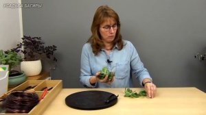 Бонсай из крассулы Ундулатифолии (ч.1).