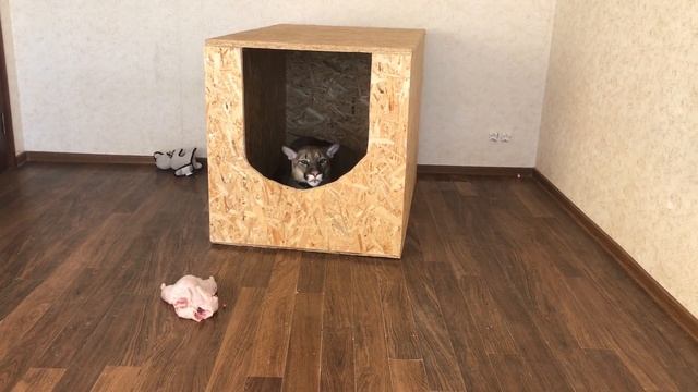 КАК МОЮТСЯ БОЛЬШИЕ, ДИКИЕ КОШКИ смотреть онлайн