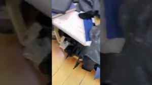 работа с кожей питона