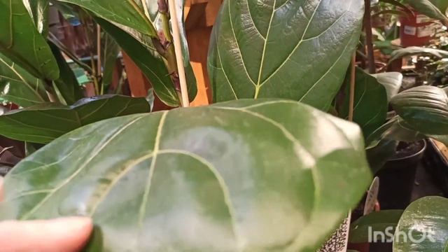 Экзотические комнатные растения в Дарвине. смотреть онлайн