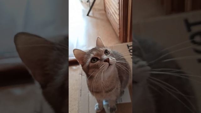 Какую траву любит кошка?? смотреть онлайн