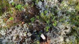 Поездка в лес,Сортавала,за грибами