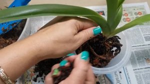 Венерин башмачок. Посадка.