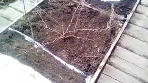 Открываем лозу, формировка "Донская чаша"