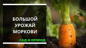 Хочешь вкусную морковь - Выращивай, как - я!