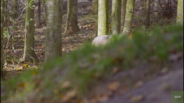 Аудио рассказ про охоту. Волчий ум смотреть онлайн