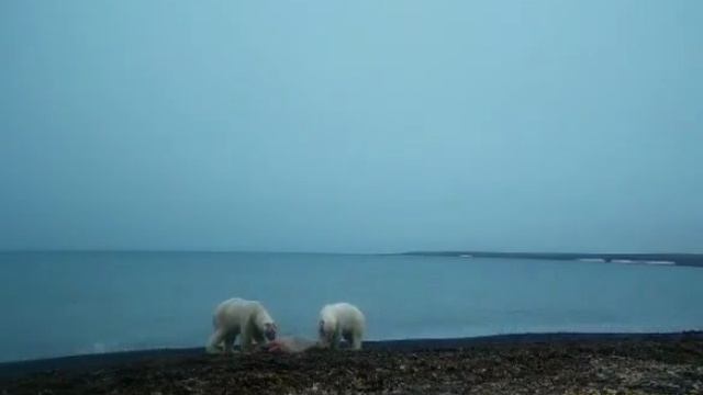 В нацпарке «Русская Арктика» фотоловушка засняла ссору двух белых медведей из за добычи