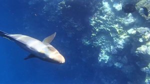 Три наполеона, Красное море, Шарм-эш-Шейх (Cheilinus undulatus)