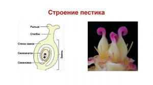 Тема 31. Цветок, его строение и функции. Лабораторная работа № 9 «Строение цветка».
