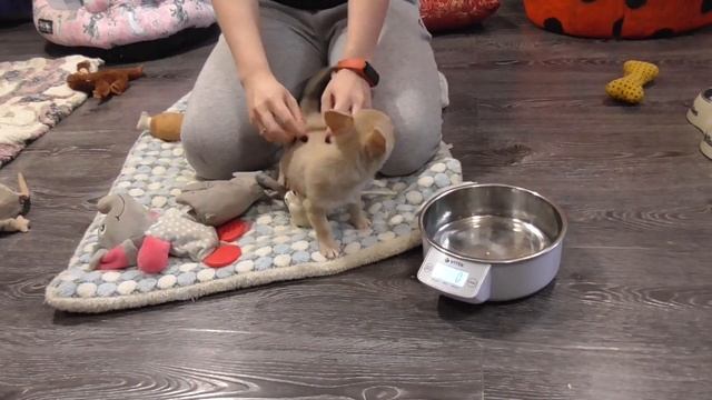 Нарядные ЩЕНКИ ЧИХУАХУА** Щенков чихуа Можно купить в Москве и в Подмосковье