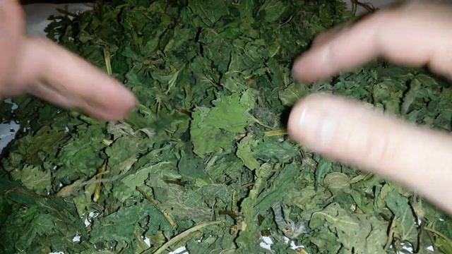 Крапива двудомная, верхушки, трава крапивы, купить. смотреть онлайн