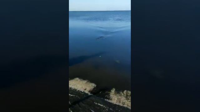 Yuki Aston One 4.50м. 100-250гр. смотреть онлайн