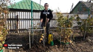 ОБРАБОТАЙТЕ ТАК СМОРОДИНУ ПЕРЕД ЗИМОЙ ОТ ВРЕДИТЕЛЕЙ НЕ ОСТАНЕТСЯ И СЛЕДА