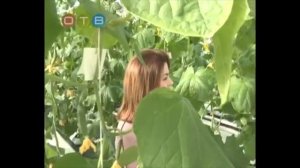 Огурцы в теплице