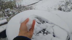 ПЕРВЫЙ ❄️СНЕГ В СЕМИПАЛАТИНСКЕ. НАШ ЗИМНИЙ ОГОРОД. РИСУЮ. ДОКРАСИЛА РЕШЕТКИ. БИМ, ТУЗИК. 29 ОКТЯБРЯ