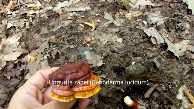 Lingurița zânei (Ganoderma lucidum): o ciupercă medicinală смотреть онлайн