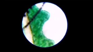 Микроскоп карманный Carson MicroBrite Plus, 60-120x