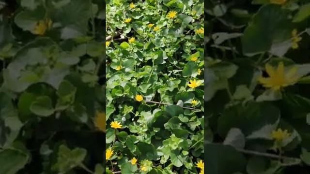 Лютик - ядовит, но не сразу смотреть онлайн