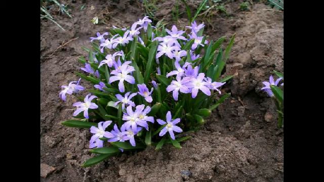 Пробудження.Квіти мого саду-2 - SkoolTV смотреть онлайн